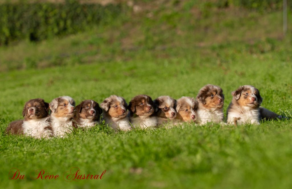 chiot Berger Australien Du Rêve Austral