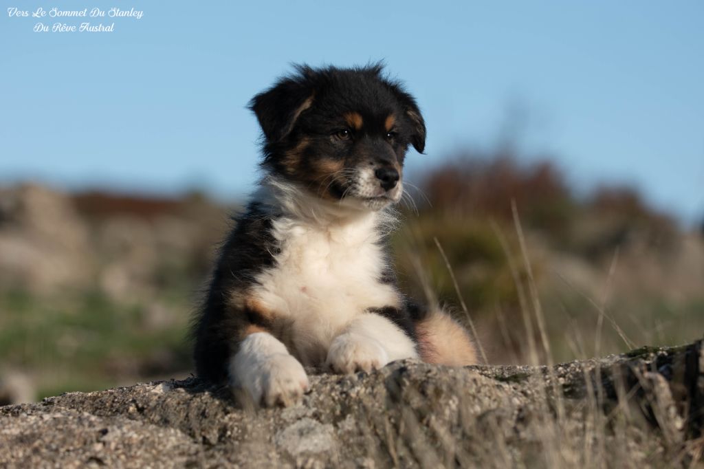 Du Rêve Austral - Chiot disponible  - Berger Australien