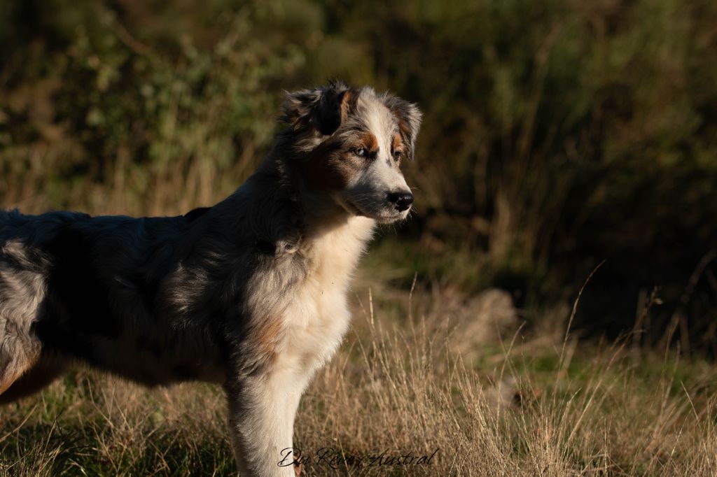 Du Rêve Austral - Chiot disponible  - Berger Australien