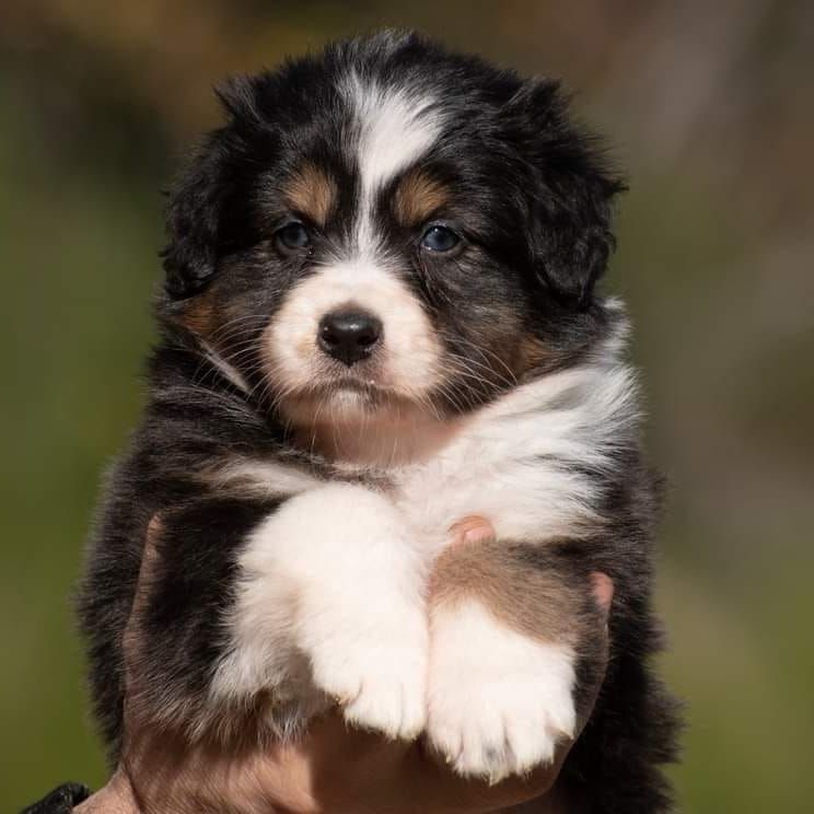 chiot Berger Australien Du Rêve Austral