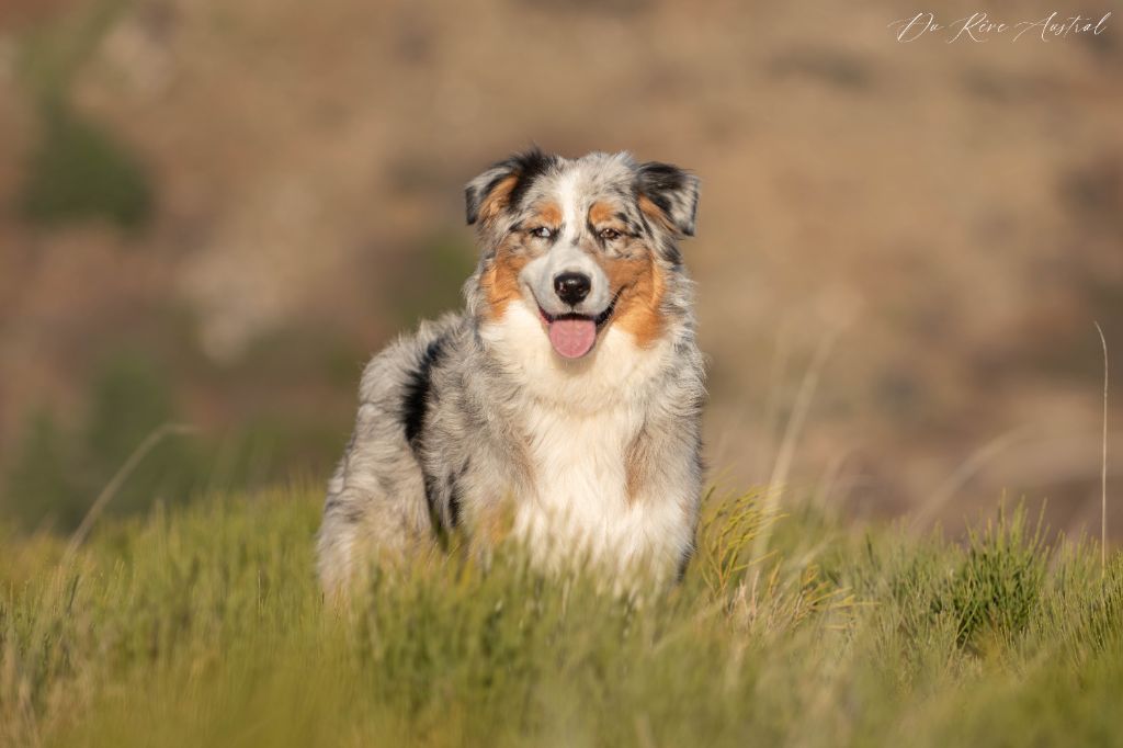 Du Rêve Austral - Chiot disponible  - Berger Australien