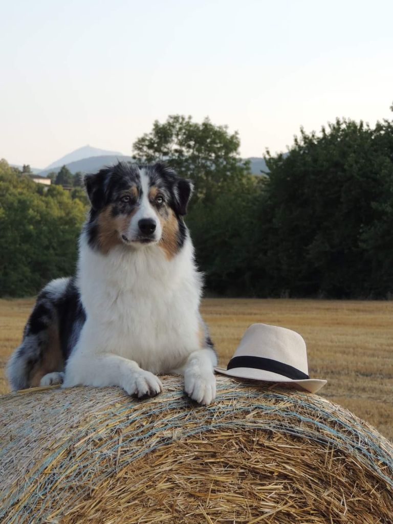 Opal Aussie Latika
