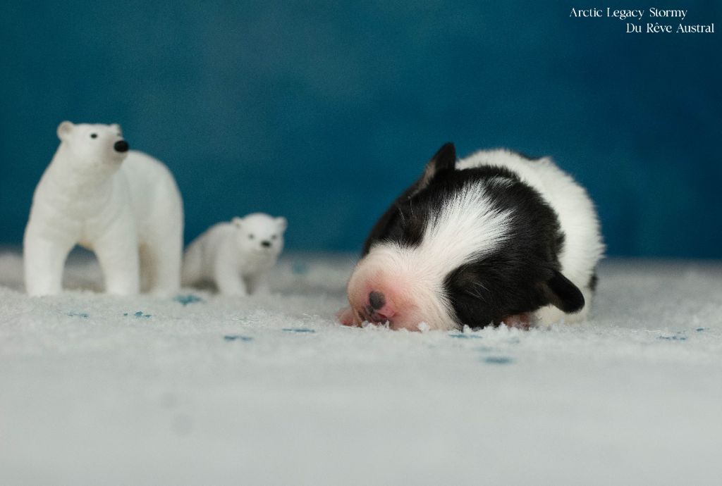 Du Rêve Austral - Chiots disponibles - Berger Australien