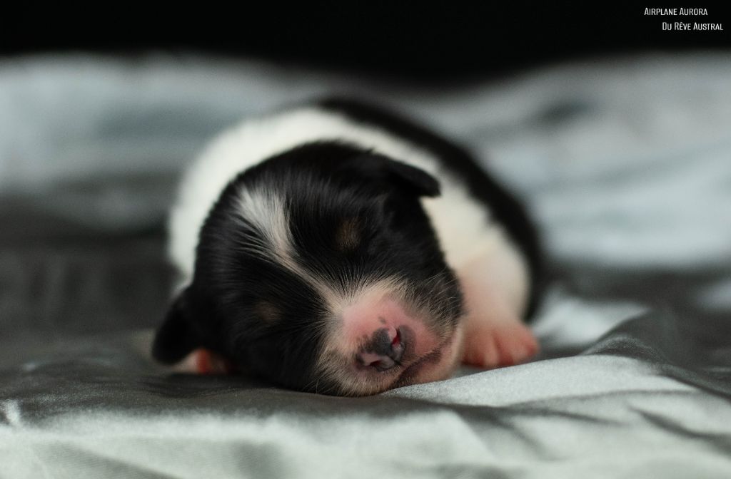 Du Rêve Austral - Chiots disponibles - Berger Australien