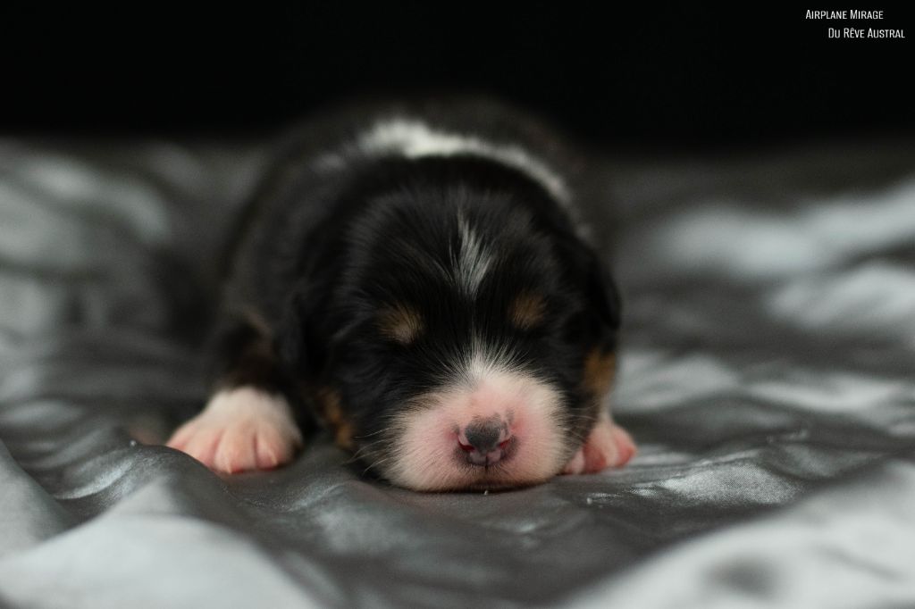 Du Rêve Austral - Chiots disponibles - Berger Australien