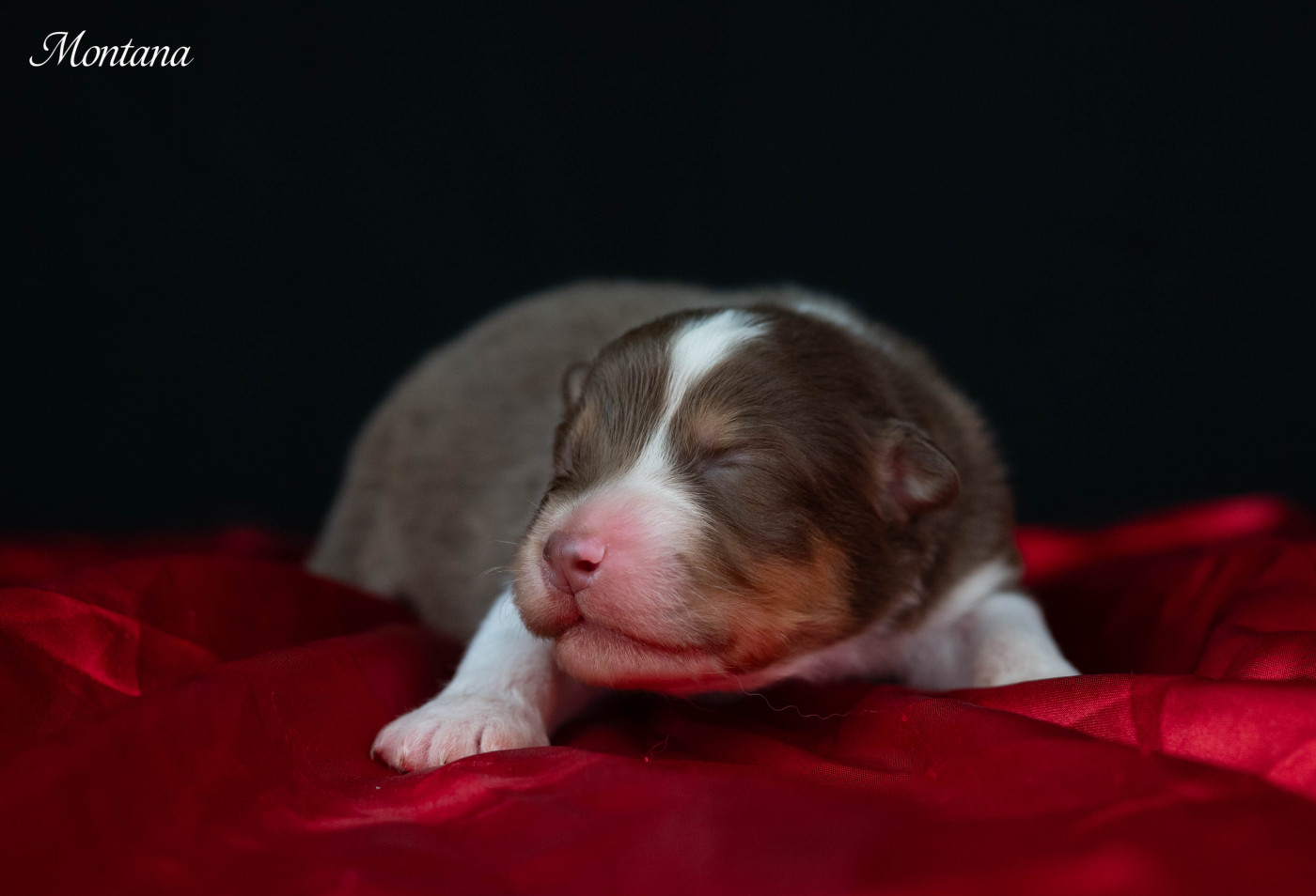 Du Rêve Austral - Chiots disponibles - Berger Australien