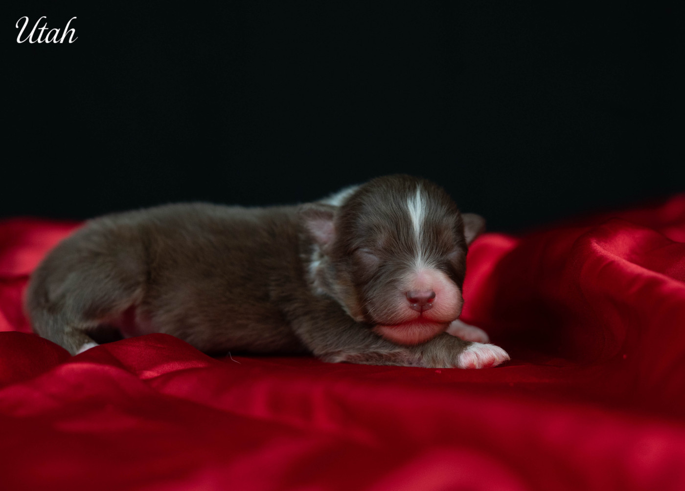 Du Rêve Austral - Chiots disponibles - Berger Australien