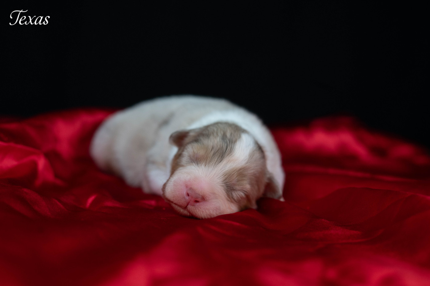 Du Rêve Austral - Chiots disponibles - Berger Australien