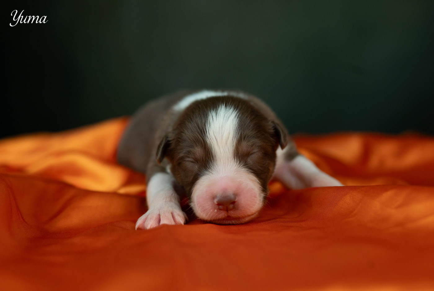 Du Rêve Austral - Chiots disponibles - Berger Australien