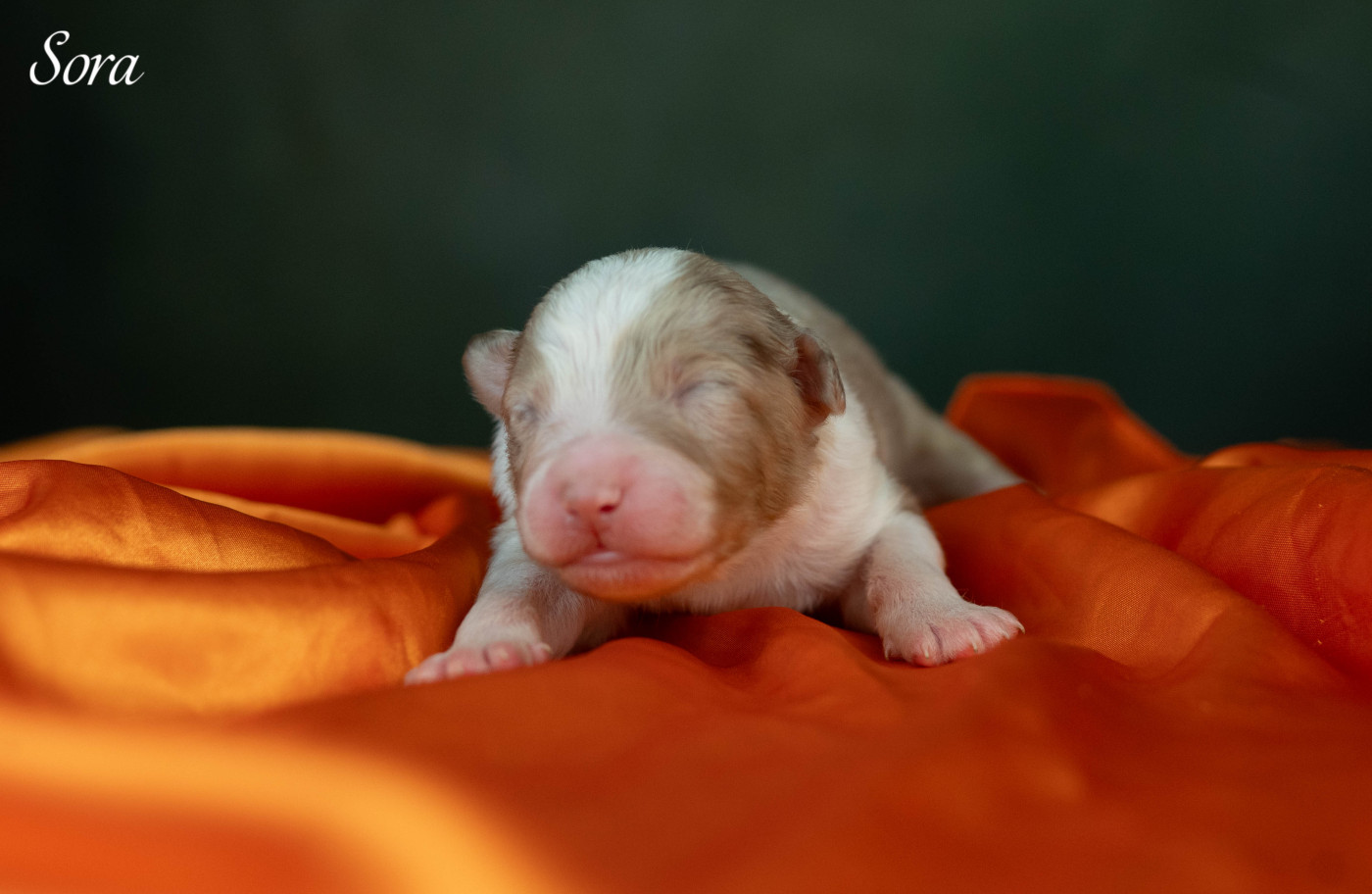 Du Rêve Austral - Chiots disponibles - Berger Australien