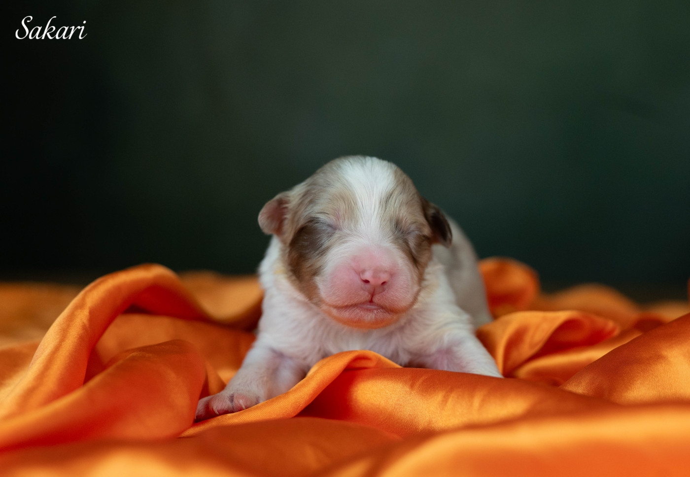 Du Rêve Austral - Chiots disponibles - Berger Australien