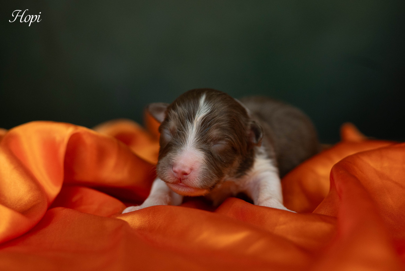 Du Rêve Austral - Chiots disponibles - Berger Australien