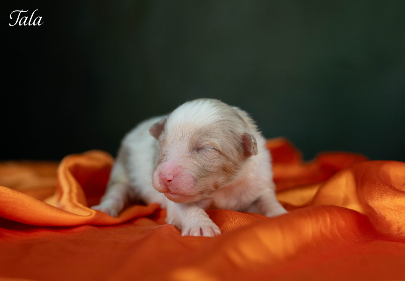 Du Rêve Austral - Chiots disponibles - Berger Australien