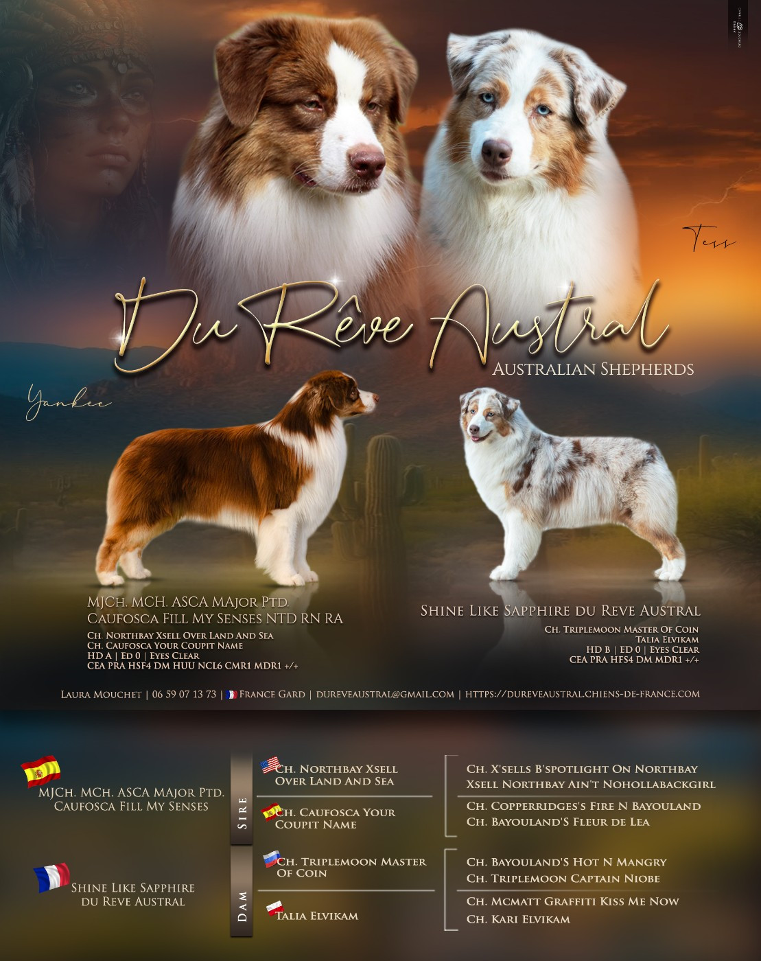 Chiot Berger Australien Du Rêve Austral