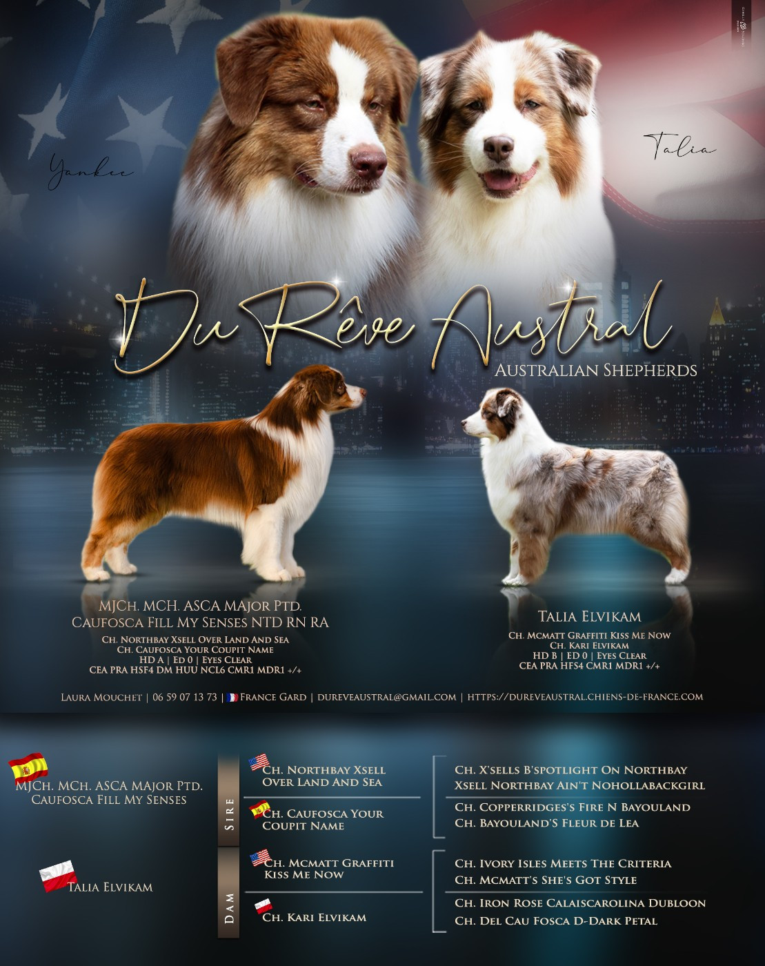 Chiot Berger Australien Du Rêve Austral
