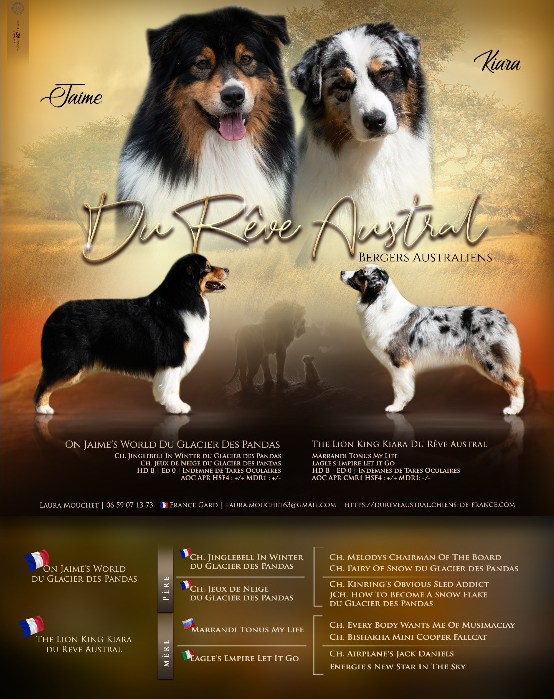Du Rêve Austral - Berger Australien - Portée née le 12/03/2026
