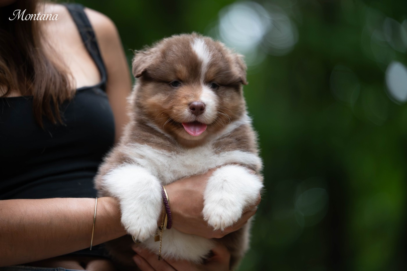 Du Rêve Austral - Chiots disponibles - Berger Australien