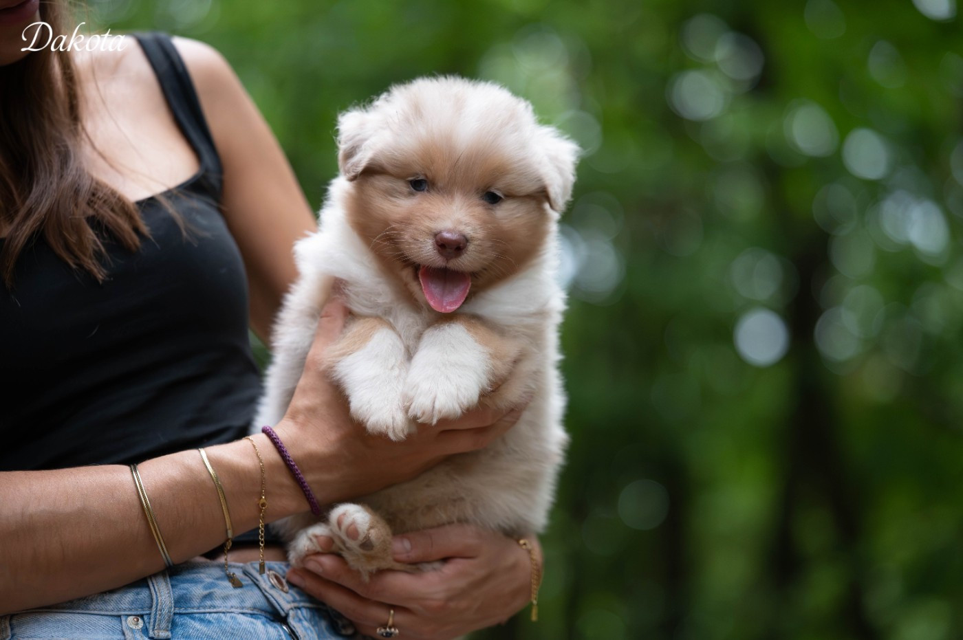 Du Rêve Austral - Chiots disponibles - Berger Australien