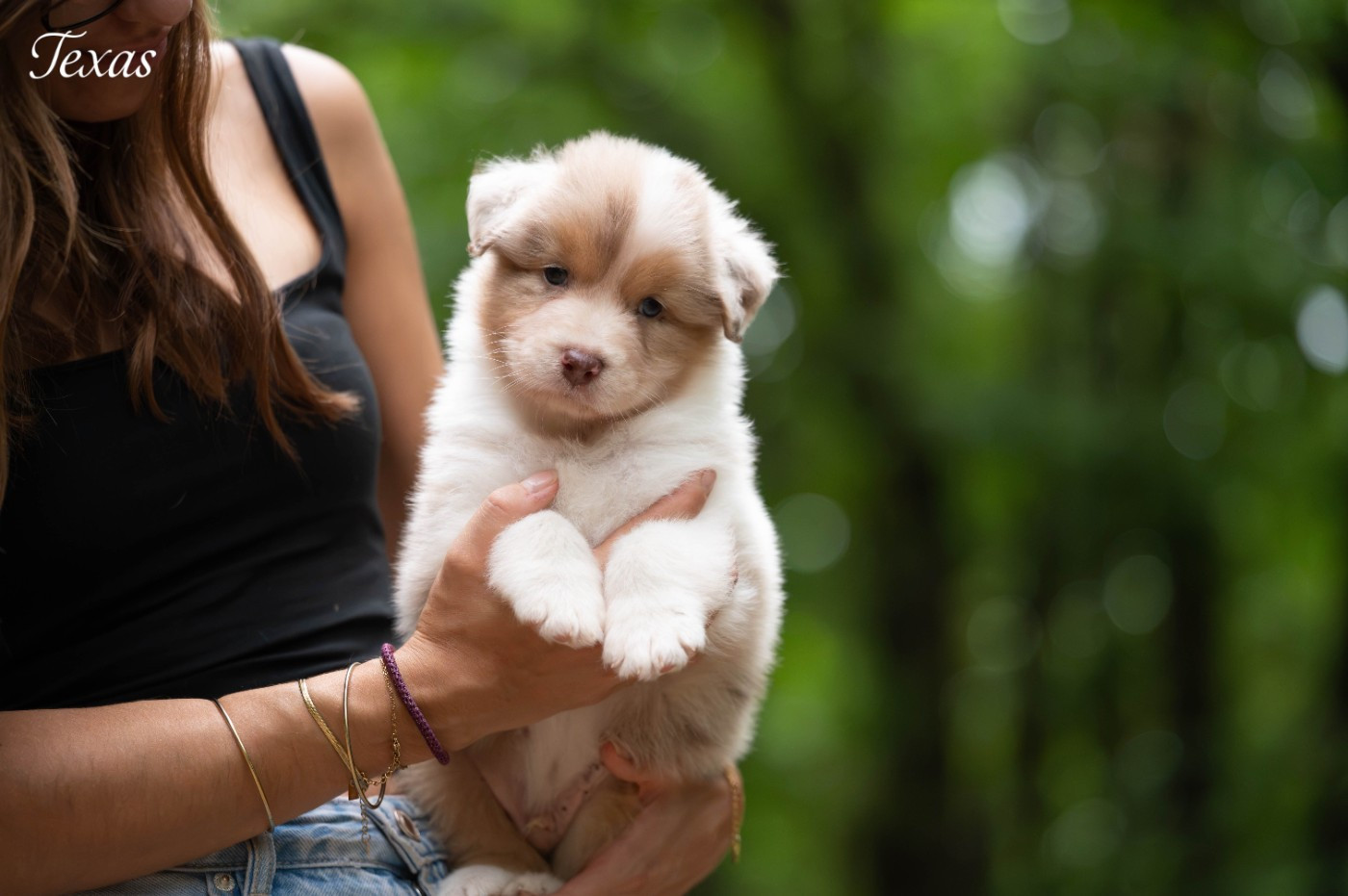 Du Rêve Austral - Chiots disponibles - Berger Australien