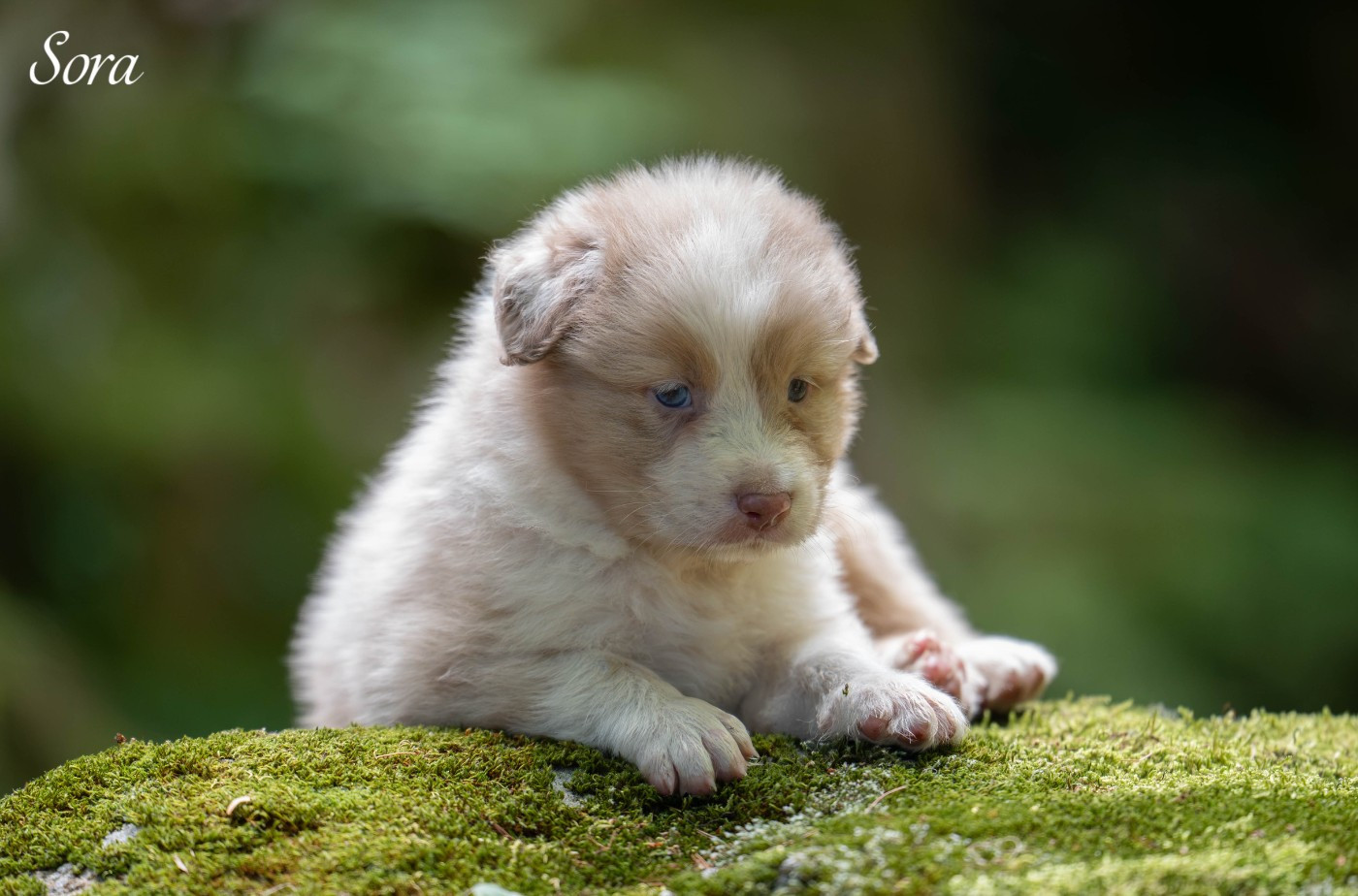 Du Rêve Austral - Chiots disponibles - Berger Australien