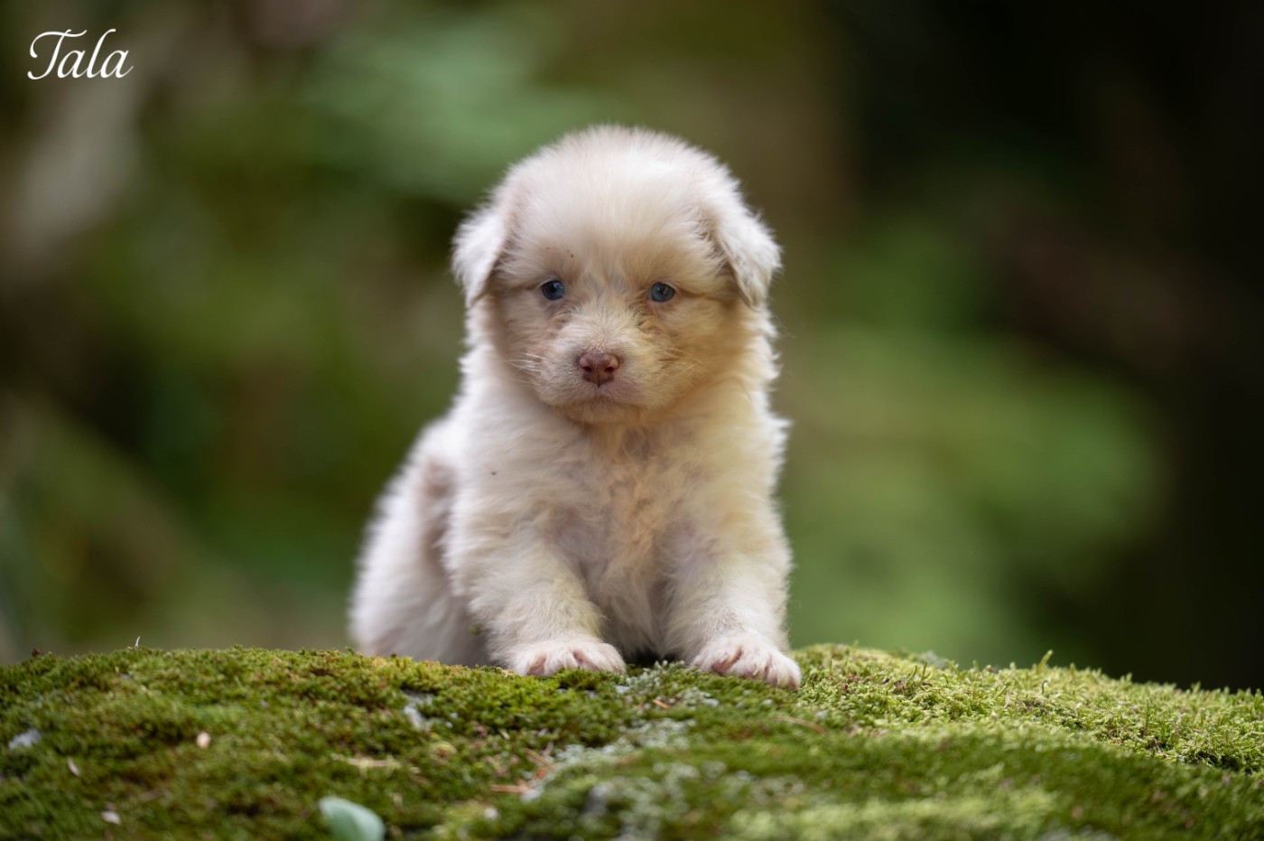 Du Rêve Austral - Chiots disponibles - Berger Australien