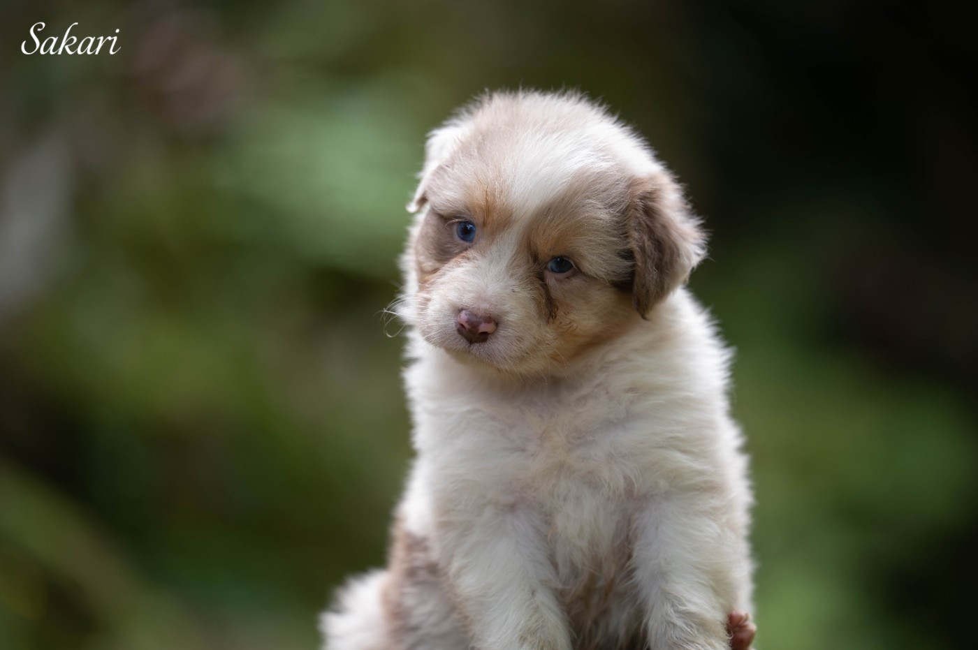 Du Rêve Austral - Chiots disponibles - Berger Australien