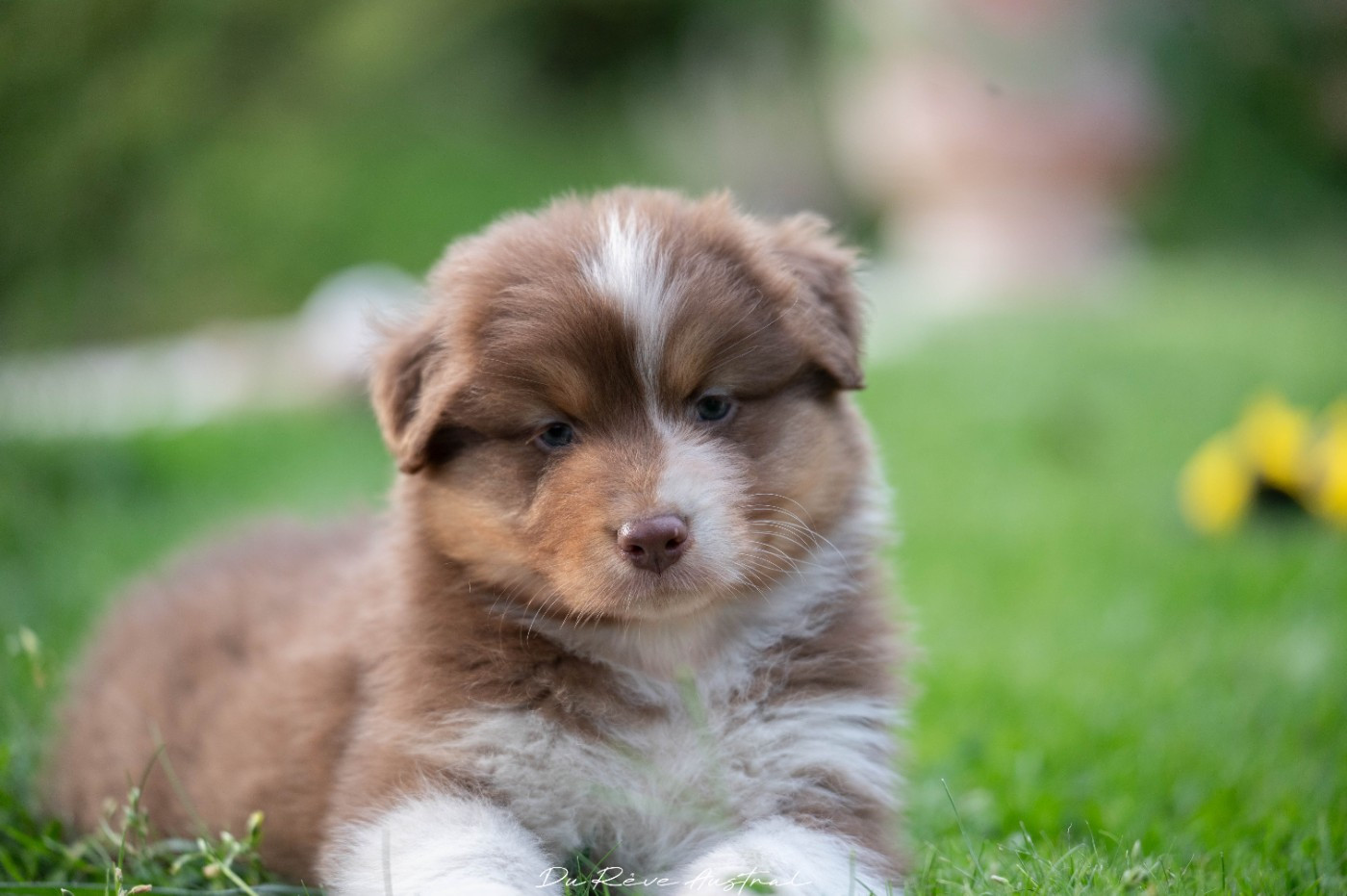 Du Rêve Austral - Chiots disponibles - Berger Australien