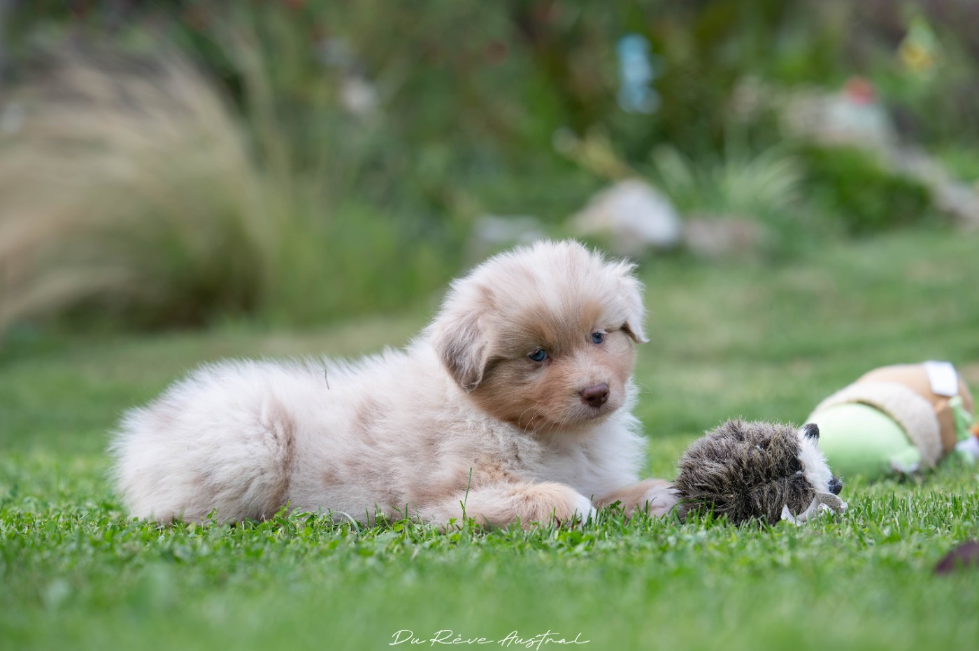 Du Rêve Austral - Chiots disponibles - Berger Australien