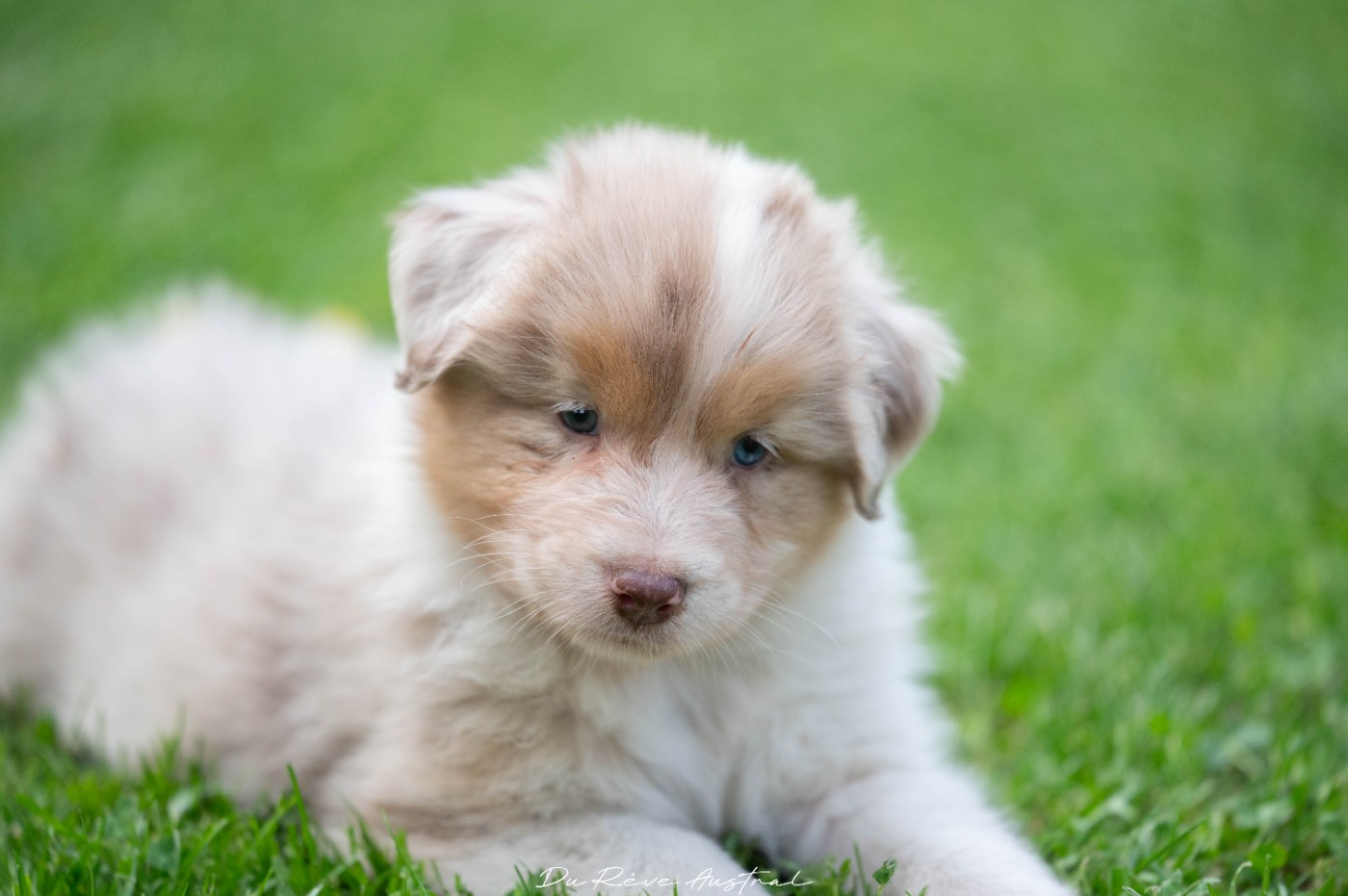 Du Rêve Austral - Chiots disponibles - Berger Australien