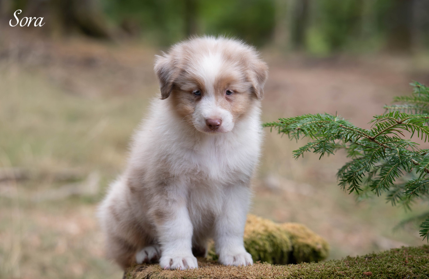 Du Rêve Austral - Chiots disponibles - Berger Australien