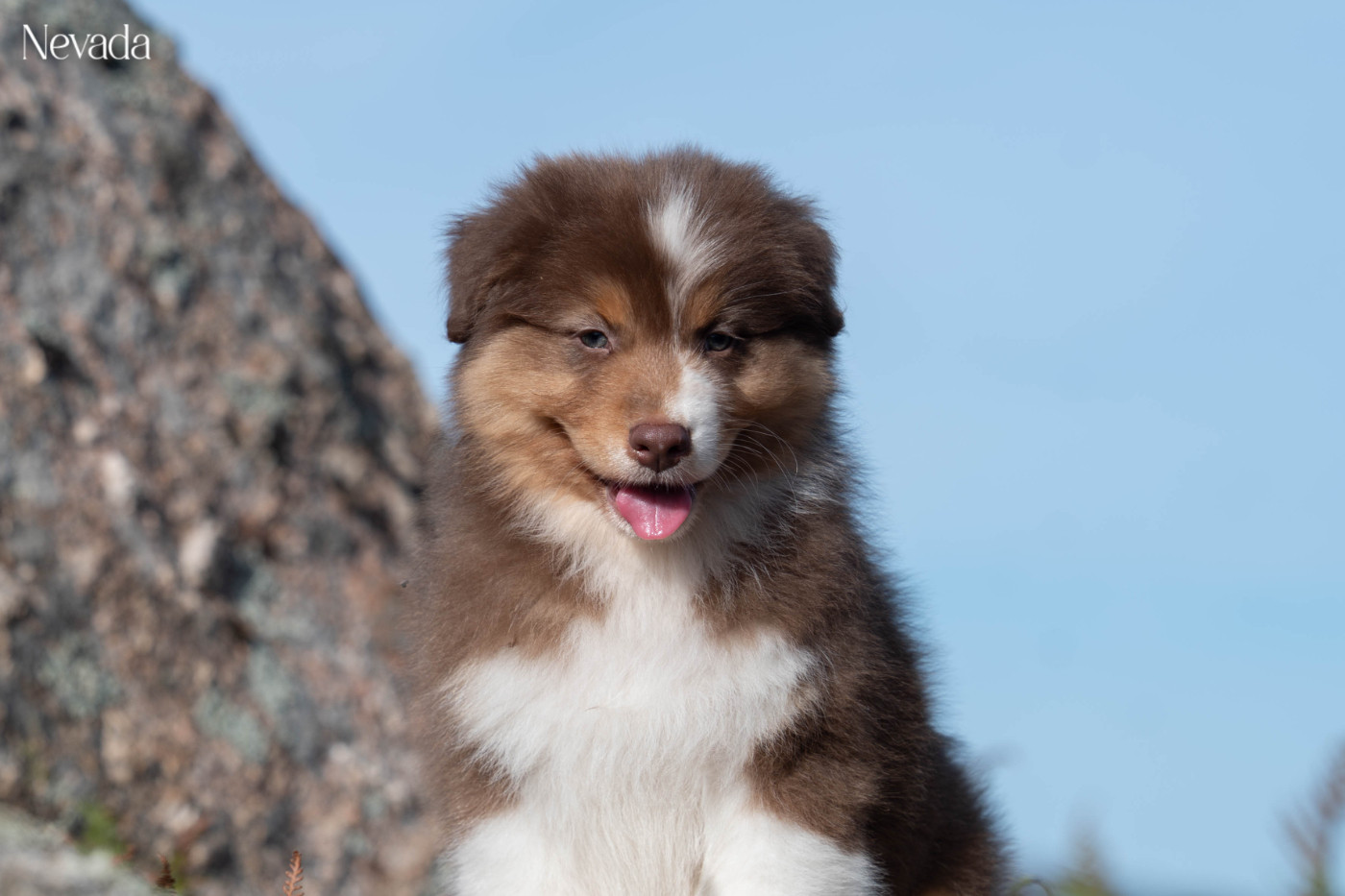 Du Rêve Austral - Chiots disponibles - Berger Australien