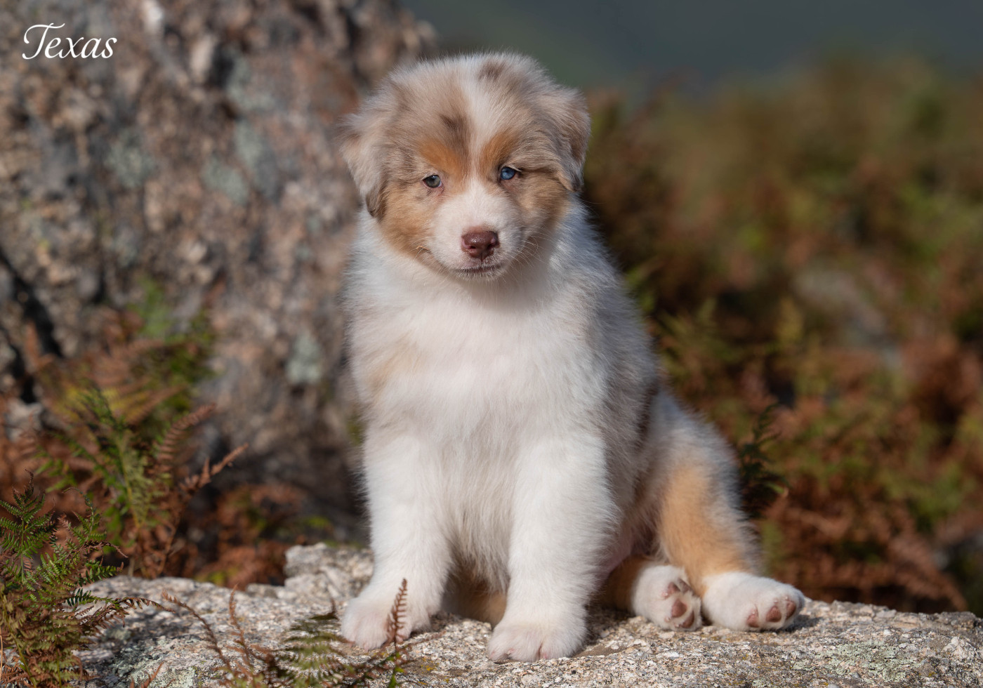 Du Rêve Austral - Chiots disponibles - Berger Australien