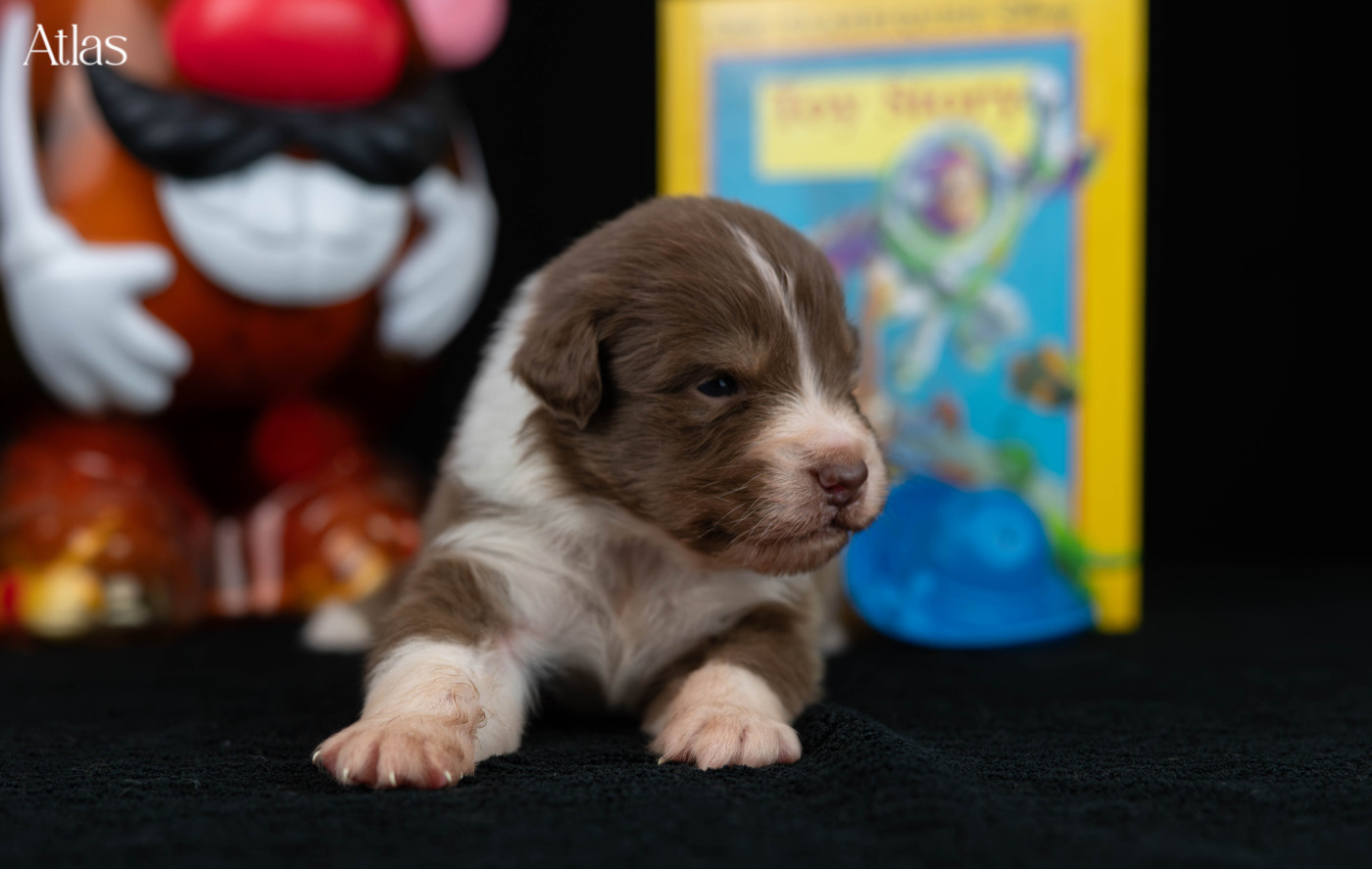Du Rêve Austral - Chiots disponibles - Berger Australien