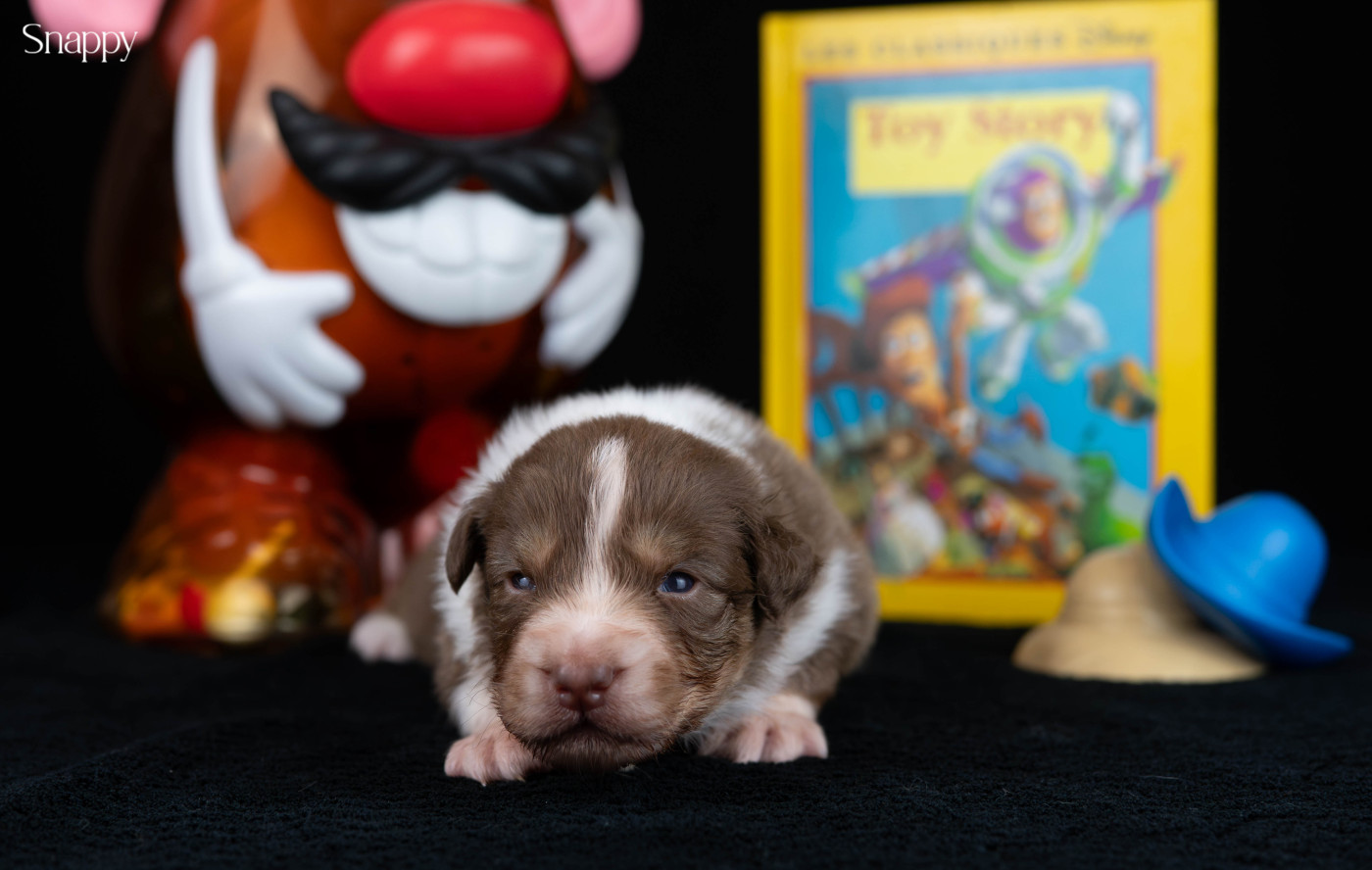 Du Rêve Austral - Chiots disponibles - Berger Australien