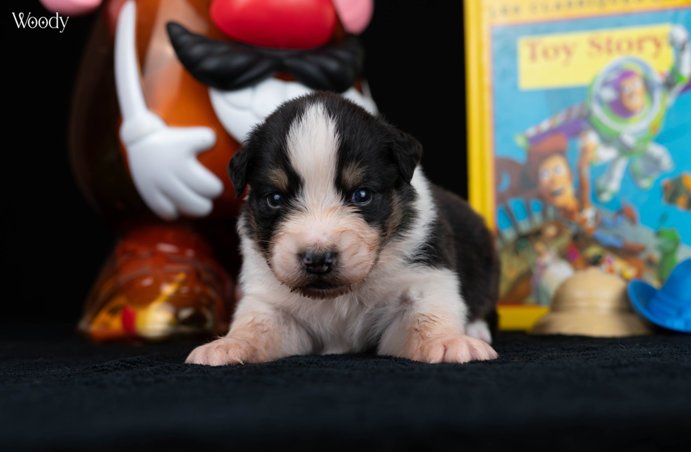 Du Rêve Austral - Chiots disponibles - Berger Australien
