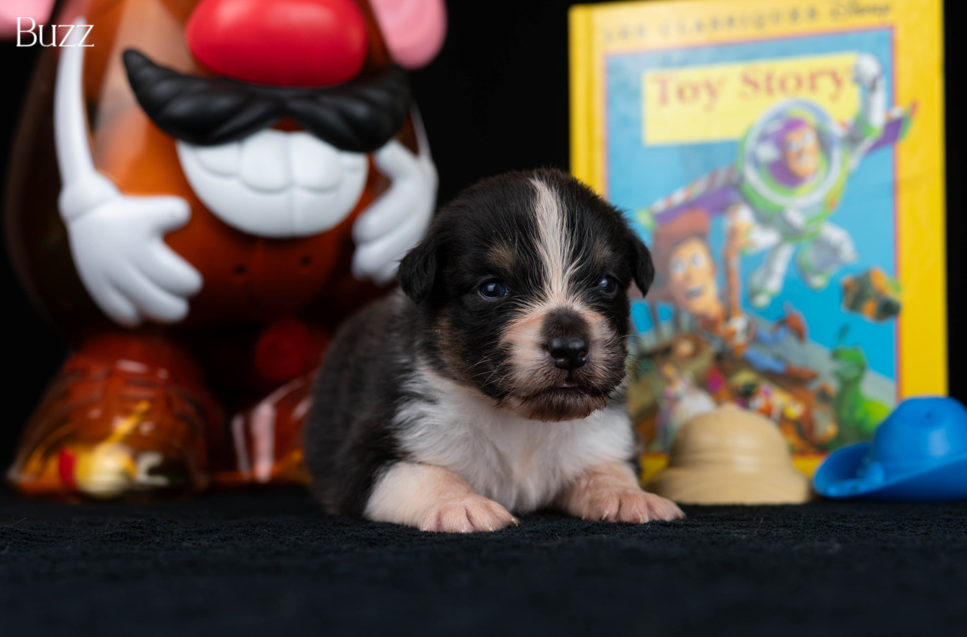 Du Rêve Austral - Chiots disponibles - Berger Australien