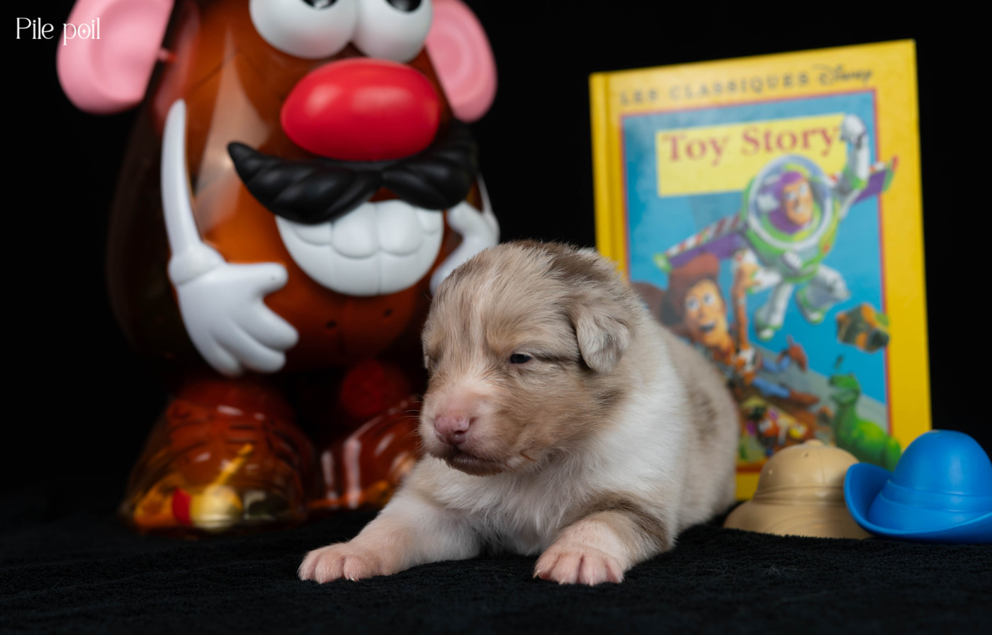Du Rêve Austral - Chiots disponibles - Berger Australien