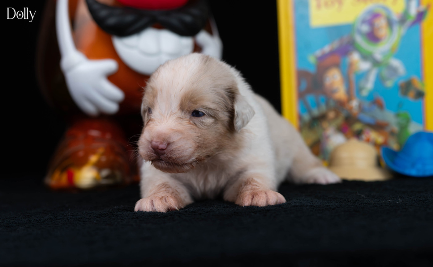 Du Rêve Austral - Chiots disponibles - Berger Australien