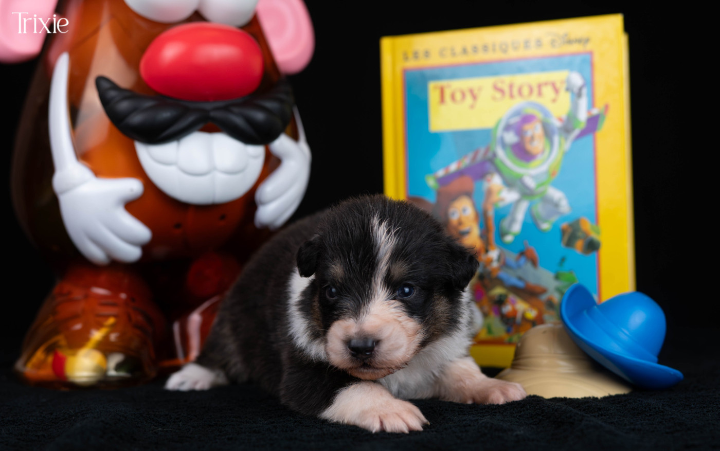 Du Rêve Austral - Chiots disponibles - Berger Australien