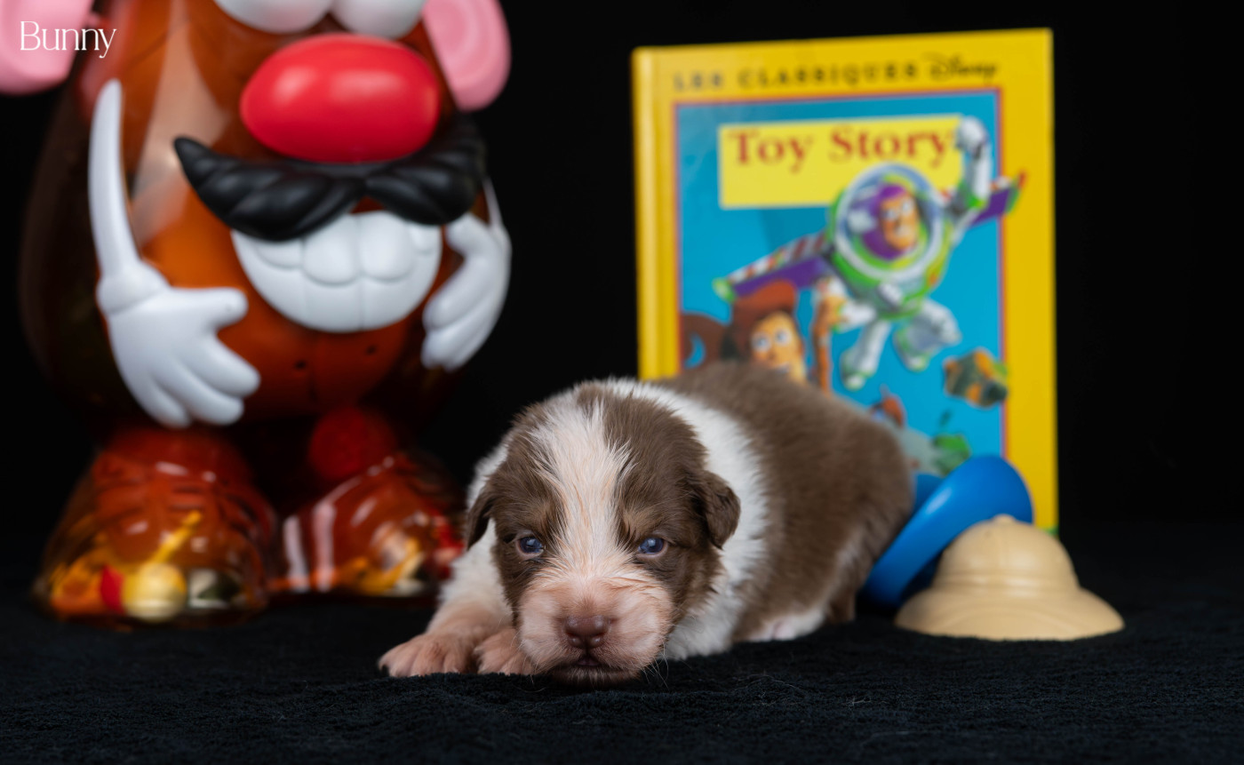 Du Rêve Austral - Chiots disponibles - Berger Australien