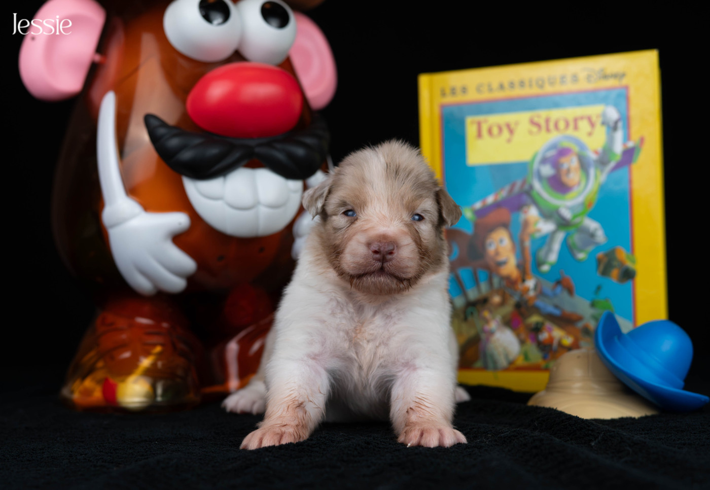 Du Rêve Austral - Chiots disponibles - Berger Australien