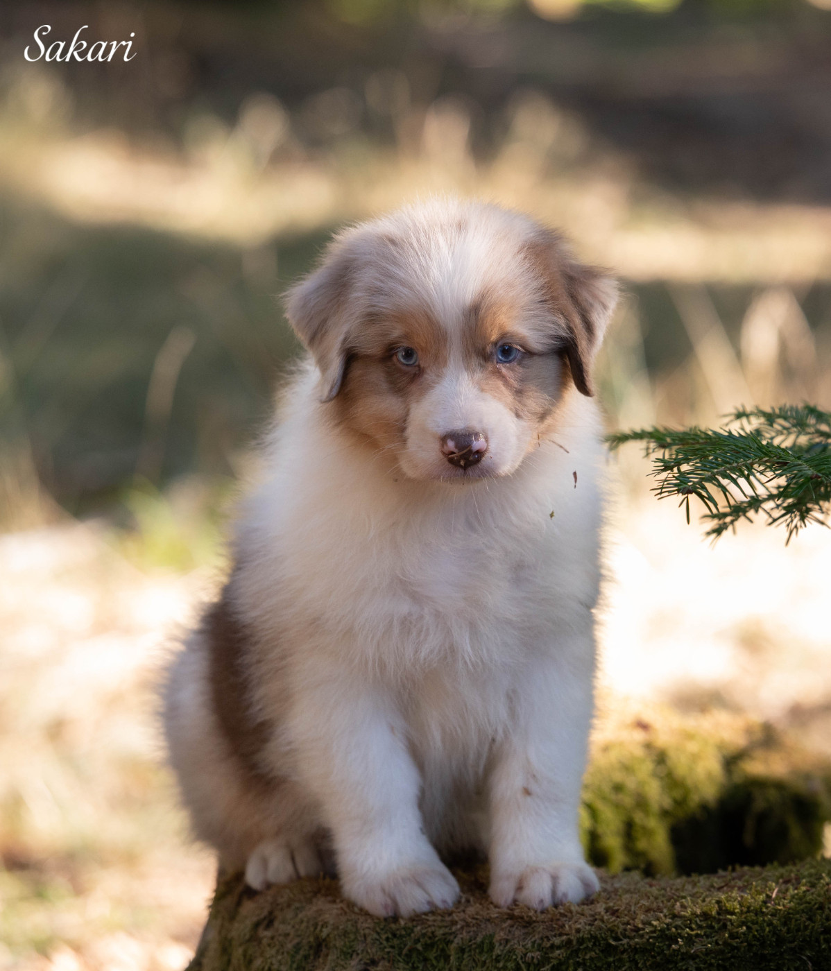 Du Rêve Austral - Chiots disponibles - Berger Australien