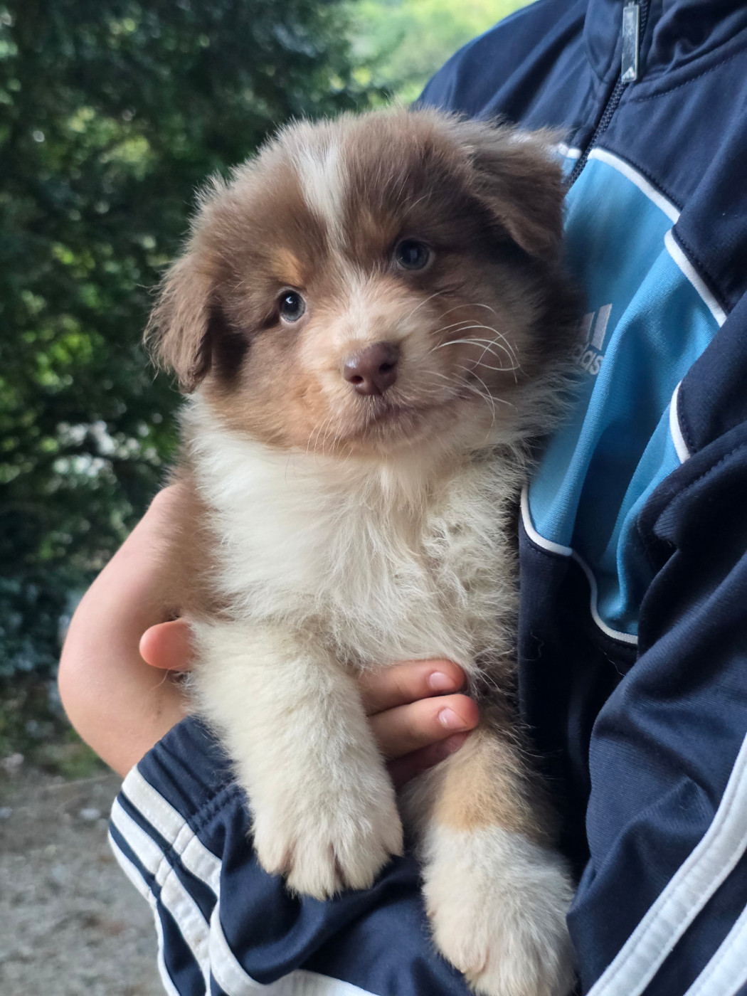 Du Rêve Austral - Chiots disponibles - Berger Australien