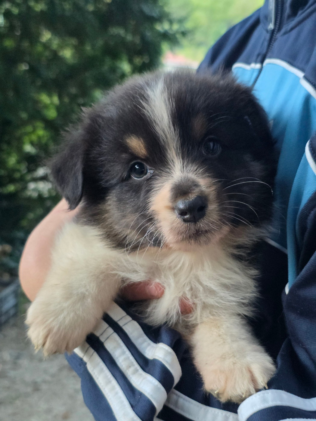 Du Rêve Austral - Chiots disponibles - Berger Australien