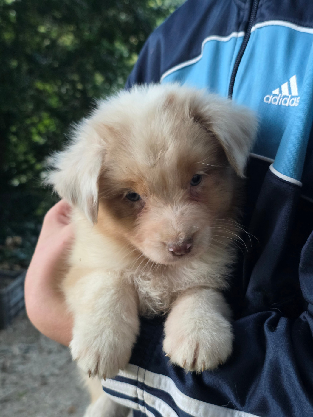 Du Rêve Austral - Chiots disponibles - Berger Australien