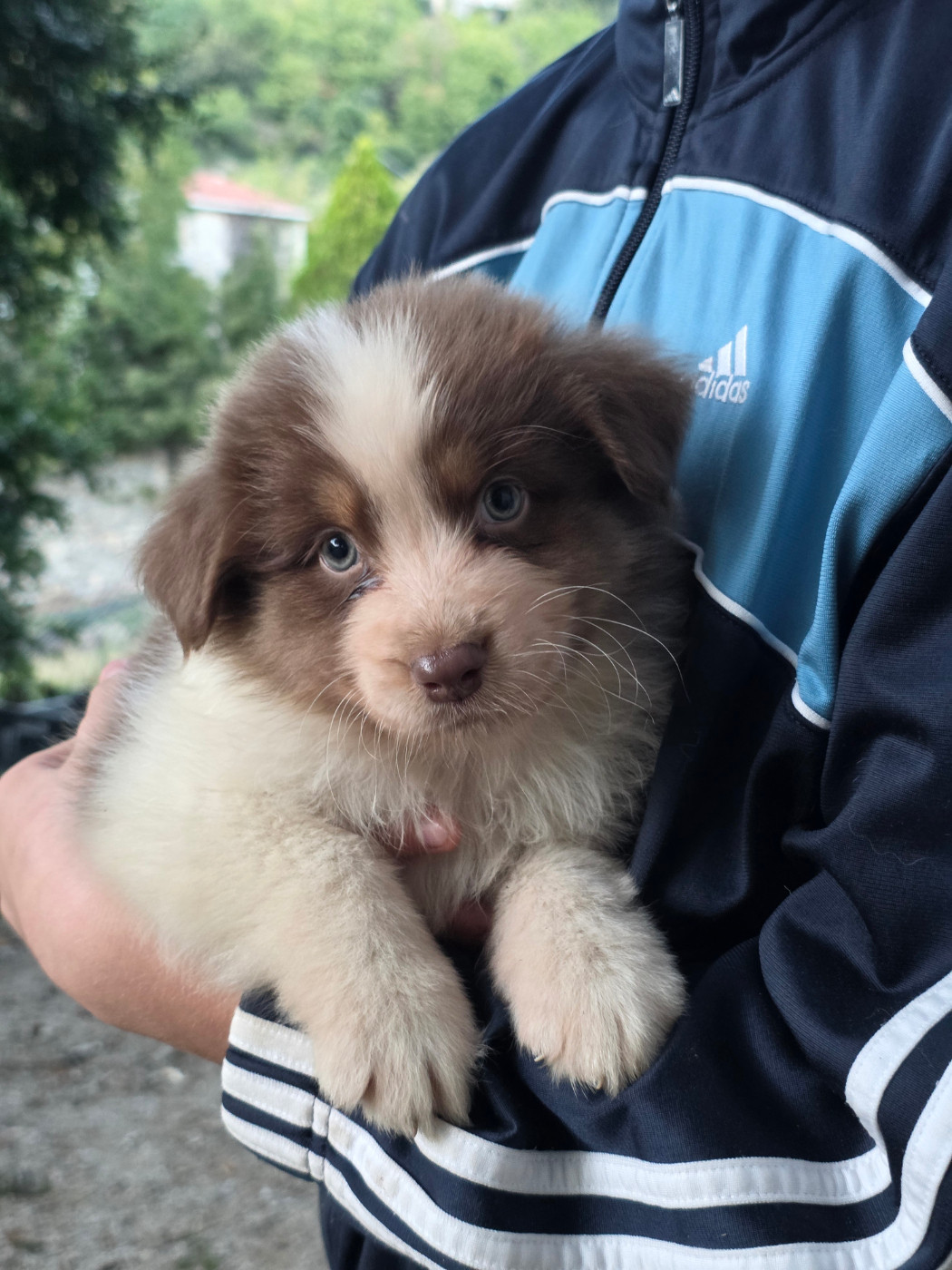 Du Rêve Austral - Chiots disponibles - Berger Australien