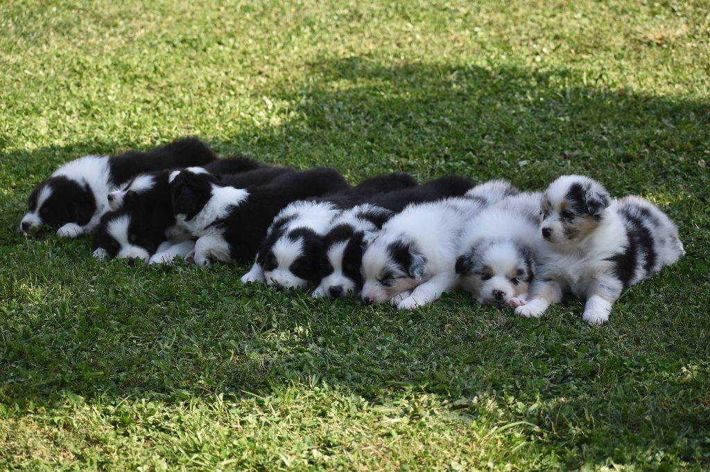 Chiot Berger Australien Du Rêve Austral