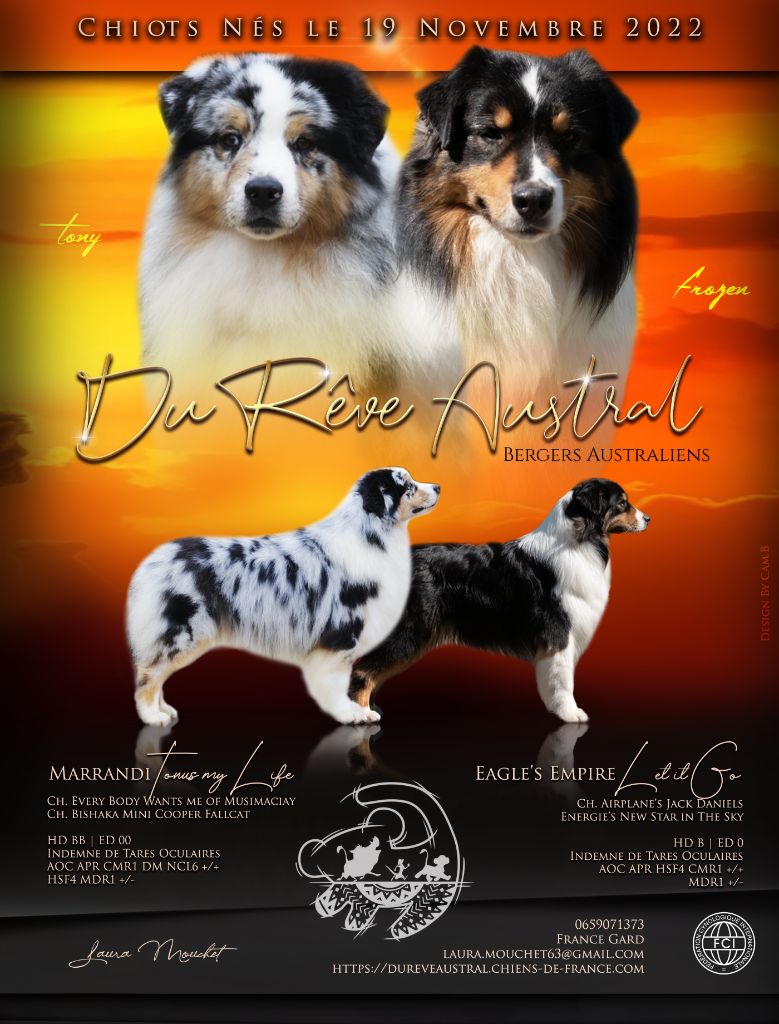 Du Rêve Austral - Berger Australien - Portée née le 19/11/2022