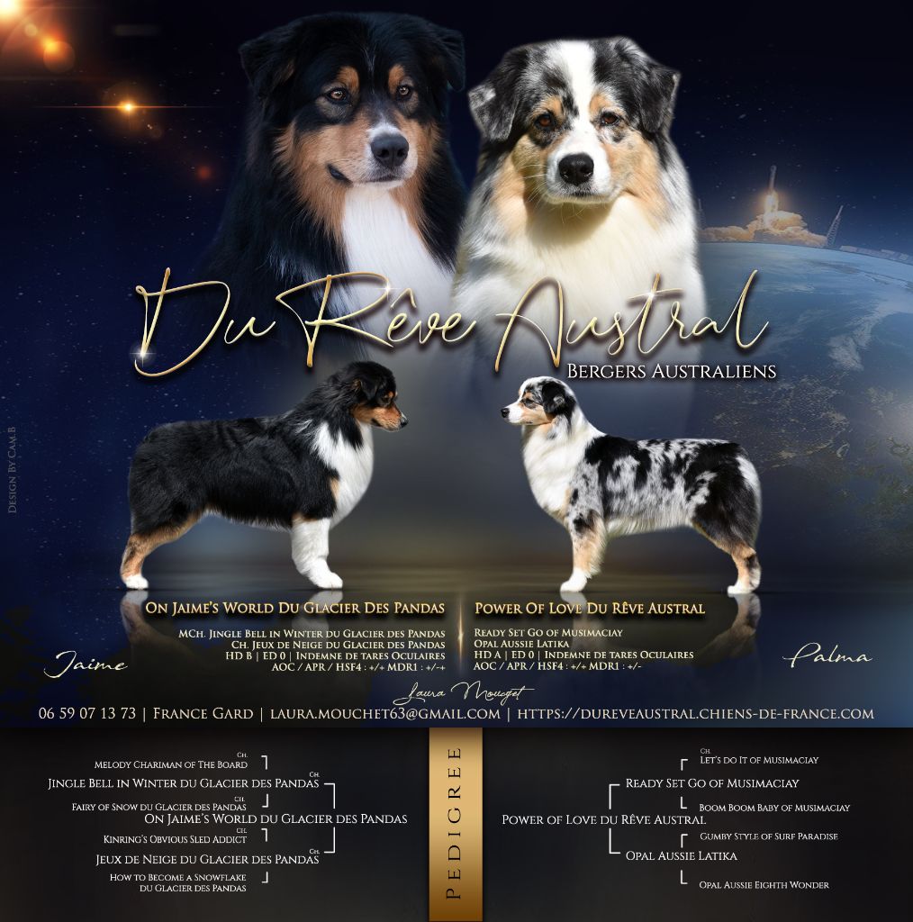 Du Rêve Austral - Berger Australien - Portée née le 07/06/2023