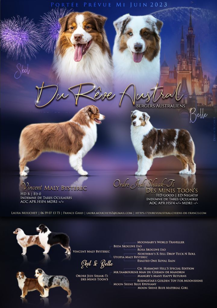 Du Rêve Austral - Berger Australien - Portée née le 16/06/2023